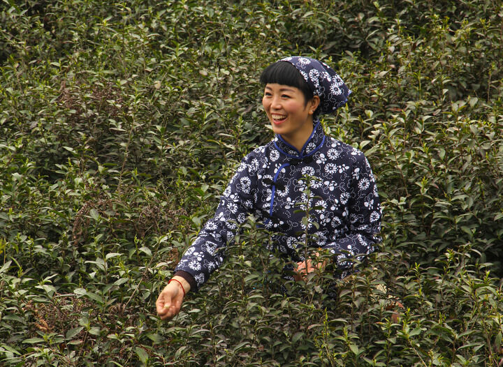 双碟秀直播 弹壳与玫瑰